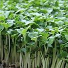 150 Pcs Radish Bud Seeding Vegetable Seeds 150 Pcs Radish Bud Seeding Vegetable Seeds