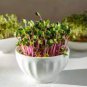 150 Pcs Radish Bud Seeding Vegetable Seeds