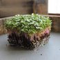 150 Pcs Radish Bud Seeding Vegetable Seeds