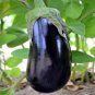 30 Pcs Heirloom Black Round Eggplant Seeds