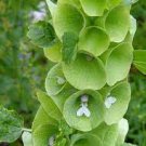 25 Pcs Shell Flower Seeds Garden Plants Ornamental Plants 25 Pcs Shell Flower Seeds Garden Plants Ornamental Plants