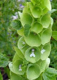 25 Pcs Shell Flower Seeds Garden Plants Ornamental Plants