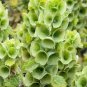 25 Pcs Shell Flower Seeds Garden Plants Ornamental Plants