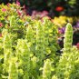 25 Pcs Shell Flower Seeds Garden Plants Ornamental Plants