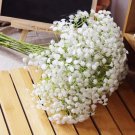 60 Pcs Babysbreath Flower Seeds 60 Pcs Babysbreath Flower Seeds