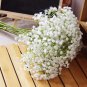 60 Pcs Babysbreath Flower Seeds