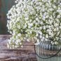 60 Pcs Babysbreath Flower Seeds