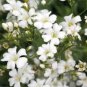 60 Pcs Babysbreath Flower Seeds