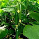 6 Pcs Sweet and Succulent Dutch Cucumber Seeds