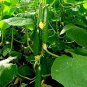 6 Pcs Sweet and Succulent Dutch Cucumber Seeds