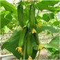 6 Pcs Sweet and Succulent Dutch Cucumber Seeds