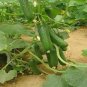 6 Pcs Sweet and Succulent Dutch Cucumber Seeds