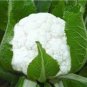 60 Pcs White Cauliflower Vegetable Bonsai Seeds
