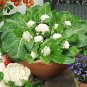 60 Pcs White Cauliflower Vegetable Bonsai Seeds
