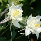 35 Pcs White Columbines Aquilegia Seeds Balcony Bonsai Plant Flowers