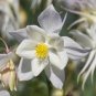 35 Pcs White Columbines Aquilegia Seeds Balcony Bonsai Plant Flowers