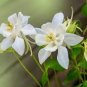 35 Pcs White Columbines Aquilegia Seeds Balcony Bonsai Plant Flowers