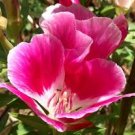 50 Pcs Farewell to Spring Flower Seeds