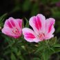 50 Pcs Farewell to Spring Flower Seeds