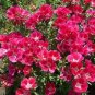 50 Pcs Farewell to Spring Flower Seeds