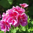 6 Pcs Red Univalve Geranium Seeds Perennial Flower Seeds