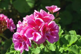 6 Pcs Red Univalve Geranium Seeds Perennial Flower Seeds