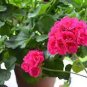 6 Pcs Red Univalve Geranium Seeds Perennial Flower Seeds