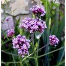 50 Pcs Verbena Blue Vervain Perennial Flower Seeds