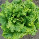 120 Pcs American Fast-growing Lettuce Seeds 120 Pcs American Fast-growing Lettuce Seeds