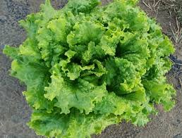 120 Pcs American Fast-growing Lettuce Seeds
