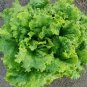 120 Pcs American Fast-growing Lettuce Seeds