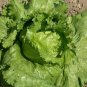 120 Pcs American Fast-growing Lettuce Seeds