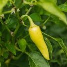 20 Pcs Organic Vegetables Yellow Peppers Seeds