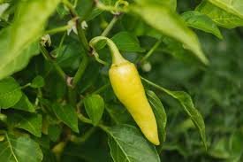 20 Pcs Organic Vegetables Yellow Peppers Seeds
