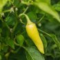 20 Pcs Organic Vegetables Yellow Peppers Seeds