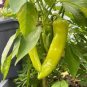 20 Pcs Organic Vegetables Yellow Peppers Seeds