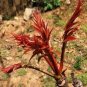 50 Pcs Chinese Toon Seeds Edible Red Oil Toon Sinensis Tree Bonsai