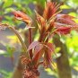 50 Pcs Chinese Toon Seeds Edible Red Oil Toon Sinensis Tree Bonsai