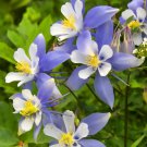 55 Pcs Blue Columbines Aquilegia Seeds Balcony Bonsai Plant Flowers