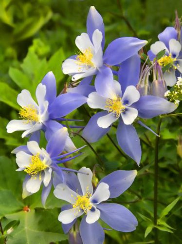 55 Pcs Blue Columbines Aquilegia Seeds Balcony Bonsai Plant Flowers