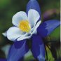 55 Pcs Blue Columbines Aquilegia Seeds Balcony Bonsai Plant Flowers