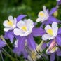 55 Pcs Blue Columbines Aquilegia Seeds Balcony Bonsai Plant Flowers