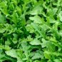 120 Pcs Arugula Plant Vegetable Seeds