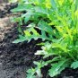120 Pcs Arugula Plant Vegetable Seeds