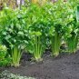 30 Pcs Organic Purple Stems Celery Vegetable Seeds