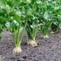 30 Pcs Organic Purple Stems Celery Vegetable Seeds
