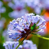 60 Pcs Woodruff Seeds Aromatic Blue Small Flower Seeds