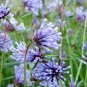 60 Pcs Woodruff Seeds Aromatic Blue Small Flower Seeds