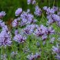 60 Pcs Woodruff Seeds Aromatic Blue Small Flower Seeds