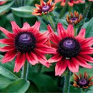 220 Pcs Beautiful Red Sun Plant Flower Seed